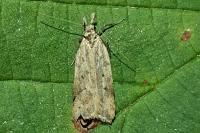 Dichomeris limosella