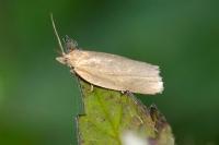 Aphelia viburnana
