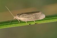 Aphelia viburnana