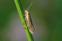 Aphelia viburnana