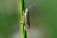 Aphelia viburnana