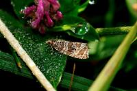 Celypha rivulana