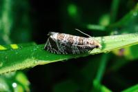 Celypha rivulana