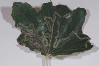 Phyllocnistis xenia