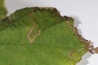 Stigmella microtheriella