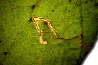 Stigmella microtheriella