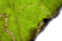 Stigmella microtheriella