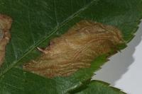 Coptotriche angusticollella