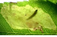 Coptotriche angusticollella