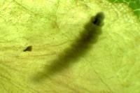 Coptotriche angusticollella