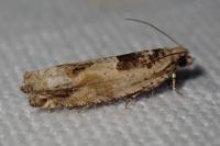 Crocidosema plebejana