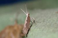 Plutella xylostella