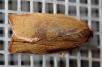 Cacoecimorpha pronubana