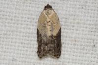 Acleris variegana