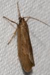 Diurnea lipsiella