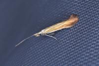 Coleophora colutella