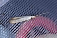 Coleophora anatipennella