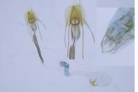Coleophora glaucicolella
