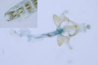 Coleophora colutella