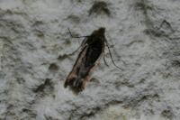 Cosmardia moritzella