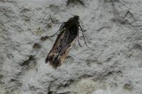 Cosmardia moritzella