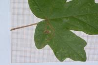 Stigmella aceris