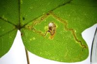 Stigmella aceris