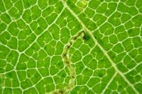 Stigmella aceris