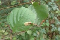 Phyllonorycter rajella