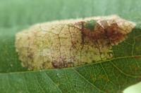Phyllonorycter rajella