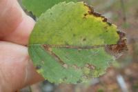Stigmella continuella