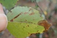 Stigmella continuella