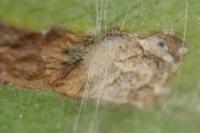 Stigmella continuella