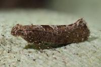 Digitivalva occidentella