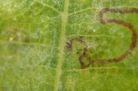Stigmella basiguttella