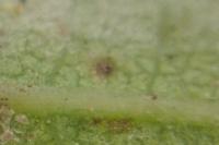 Stigmella basiguttella