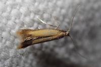 Coptotriche marginea