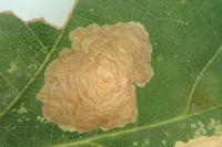 Tischeria dodonaea