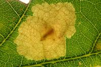 Tischeria dodonaea