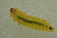 Tischeria dodonaea
