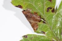 Parornix anglicella