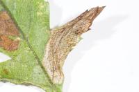 Phyllonorycter corylifoliella