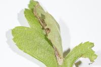 Phyllonorycter corylifoliella
