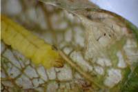 Phyllonorycter corylifoliella