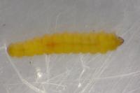 Phyllonorycter corylifoliella