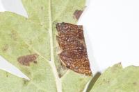 Parornix anglicella