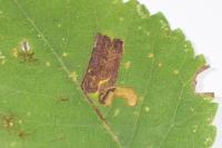 Stigmella ulmivora