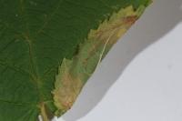 Parornix devoniella
