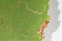 Stigmella microtheriella