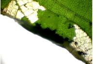 Parornix devoniella